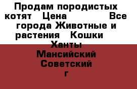 Продам породистых котят › Цена ­ 15 000 - Все города Животные и растения » Кошки   . Ханты-Мансийский,Советский г.